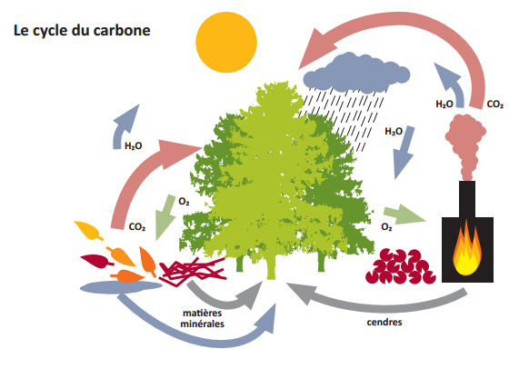 cycle carbone